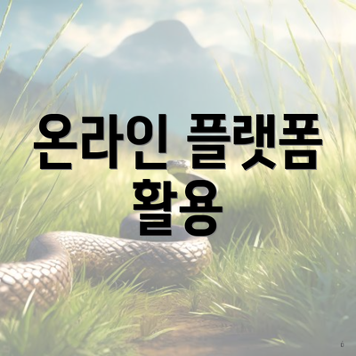 온라인 플랫폼 활용